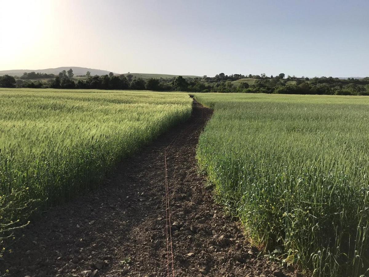 Bio Agriturismo Il Torrione Saturnia Zewnętrze zdjęcie